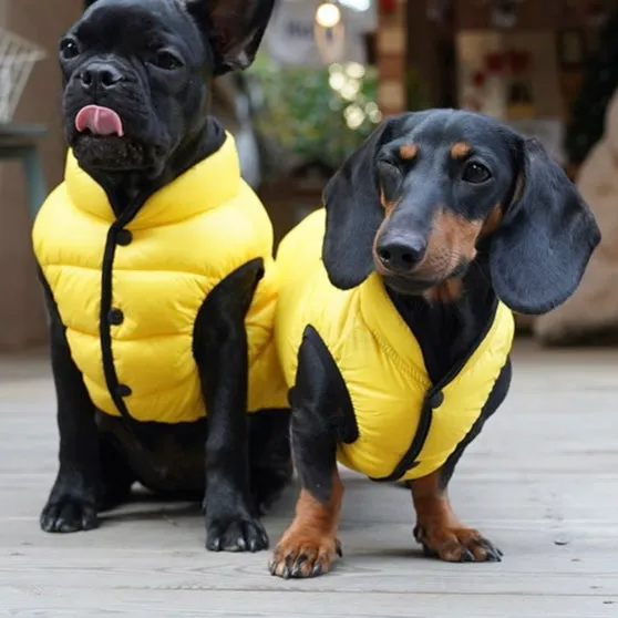 lightweight padding vest for dachshund - yellow - xl left!